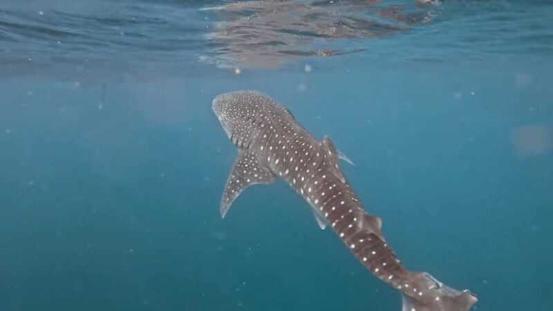 Oslob: Whale Sharks, Tumalog Falls & Sumilon Trio Adventure - Key Points
