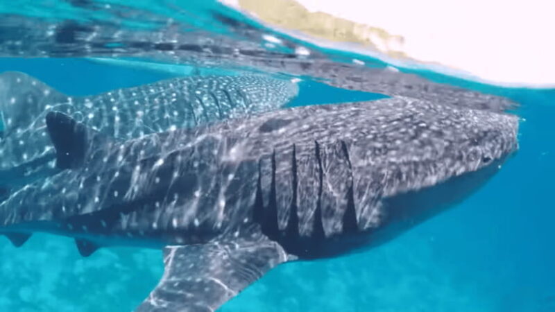 Oslob: Whale Sharks, Tumalog Falls & Sumilon Trio Adventure - Discovering Oslob: An All-in-One Nature Escape