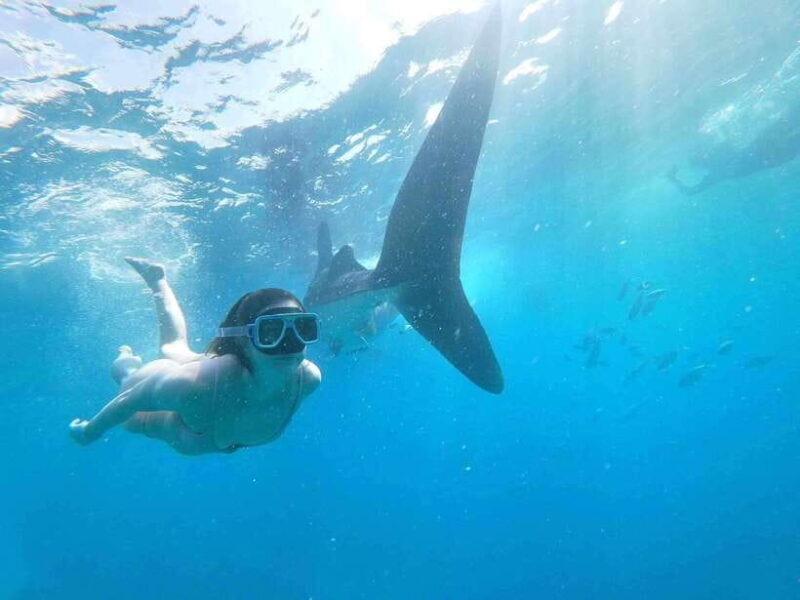 Oslob: Whale Sharks, Tumalog Falls & Sumilon Trio Adventure - Exploring the Highlights of the Tour