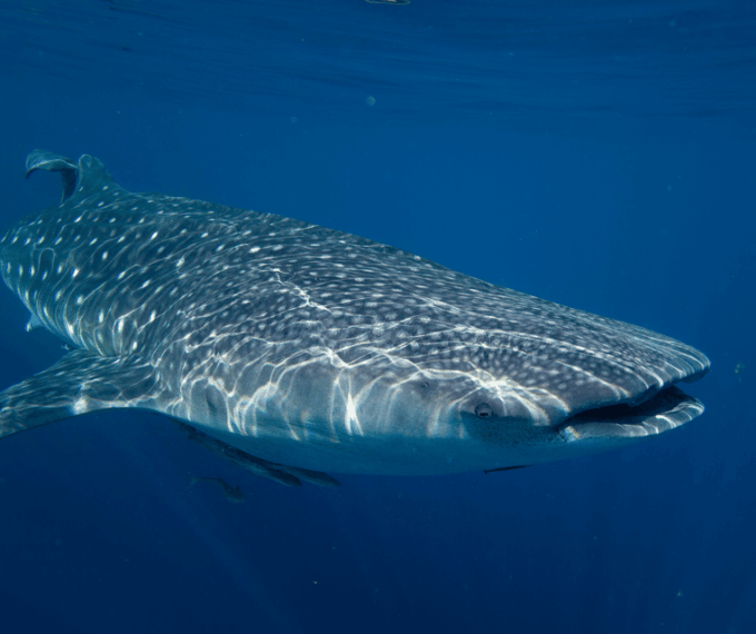 Oslob Whaleshark & Kawasan Falls Tour - Frequently Asked Questions