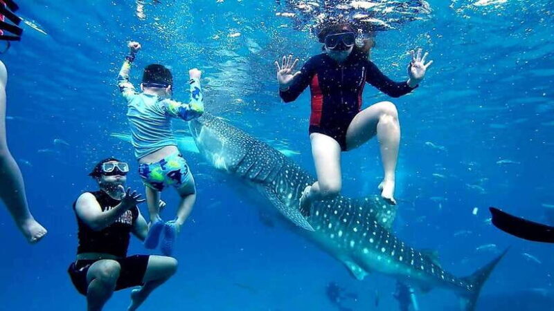Oslob: Whaleshark Swimming, Inambakan Falls & Moalboal Tour - Key Points
