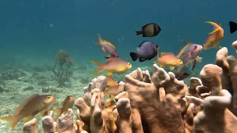 Oslob: Whaleshark Swimming, Inambakan Falls & Moalboal Tour - Authentic Experiences and Honest Feedback