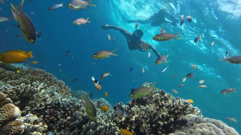 Oslob: Whaleshark Swimming, Inambakan Falls & Moalboal Tour - FAQ