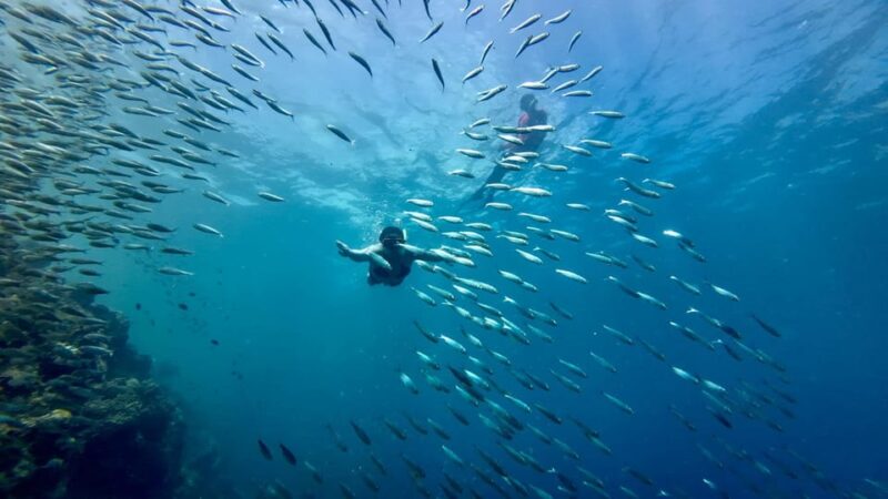 Oslob Whaleshark Watching & Inambakan Falls & Sardines Run - Key Points