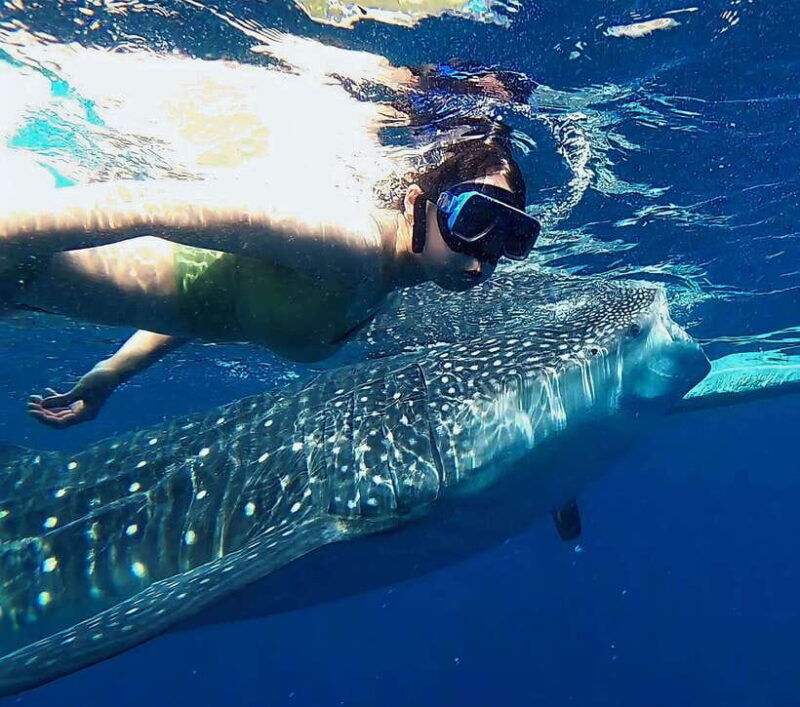 Oslob: Whaleshark Watching, Tumalog Falls & Sumilon Island - The Real Experience: What Travelers Say