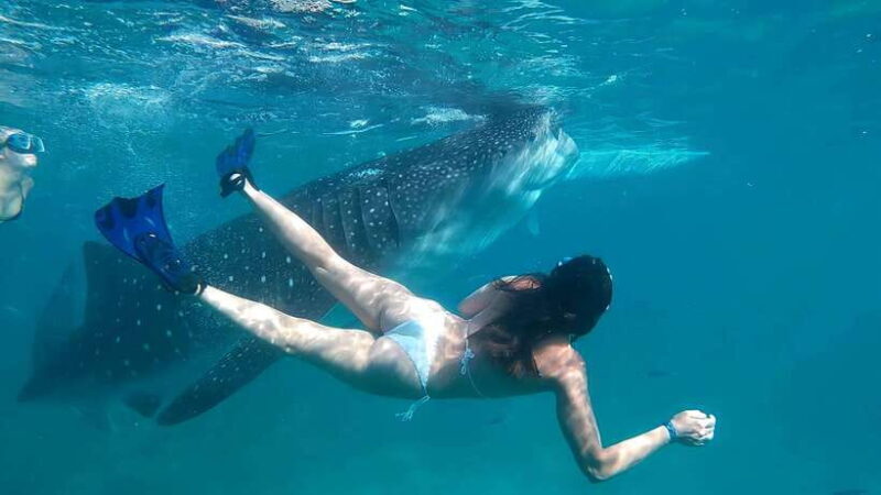 Oslob: Whaleshark Watching, Tumalog Falls & Sumilon Island - Practical Tips and Considerations