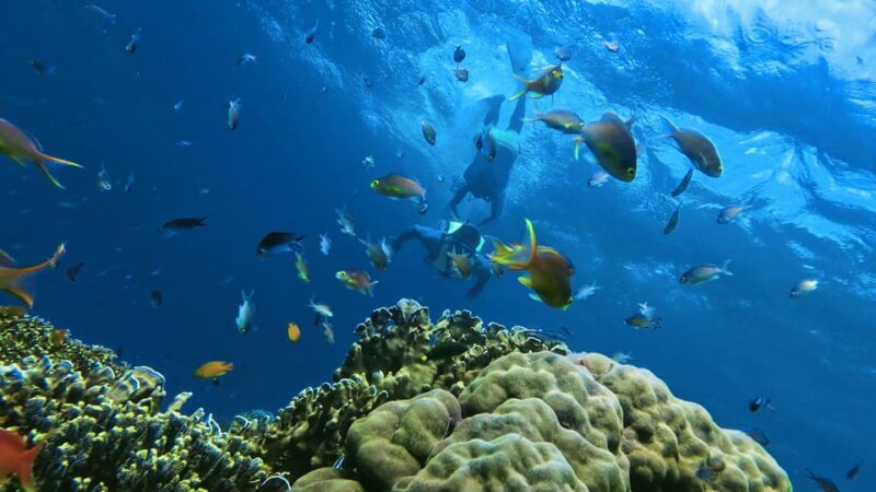 Oslob:Whaleshark Swimming , Inambakan Falls & Moalboal Tour - Moalboal Snorkeling