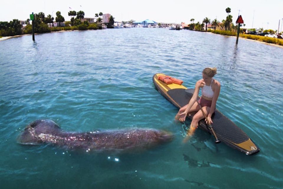 Osprey: Guided Dolphin and Manatee SUP or Kayaking Tour - Frequently Asked Questions