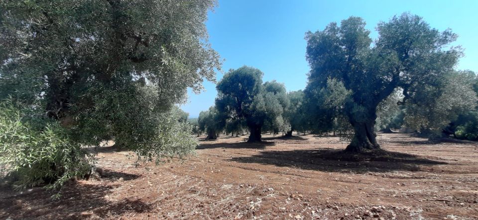 Ostuni: E-Bike Tour With a Glass of Wine & Bruschetta - Scenic Walking