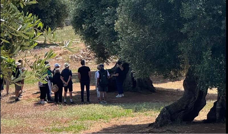 Ostuni: Farm tour among thousand-year-old olive trees with oil tasting - Final Thoughts