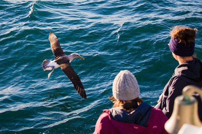 Otago Harbour Wildlife Cruise (Dunedin Shore Excursion) - Cruise Inclusions
