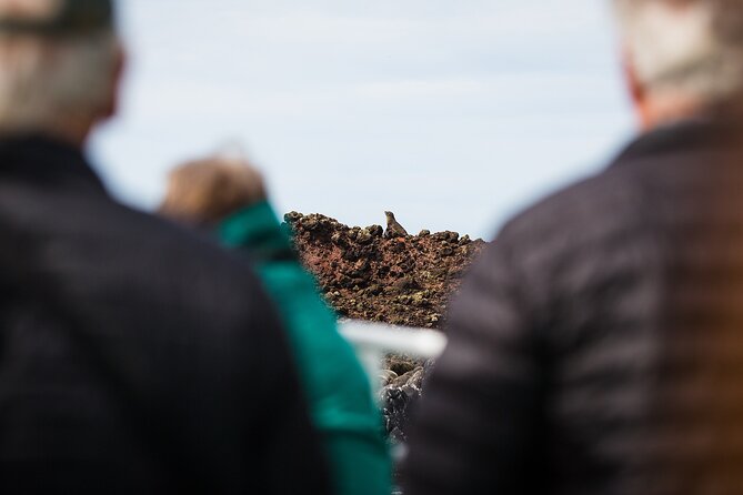 Otago Harbour Wildlife Cruise (Dunedin Shore Excursion) - Accessibility Features