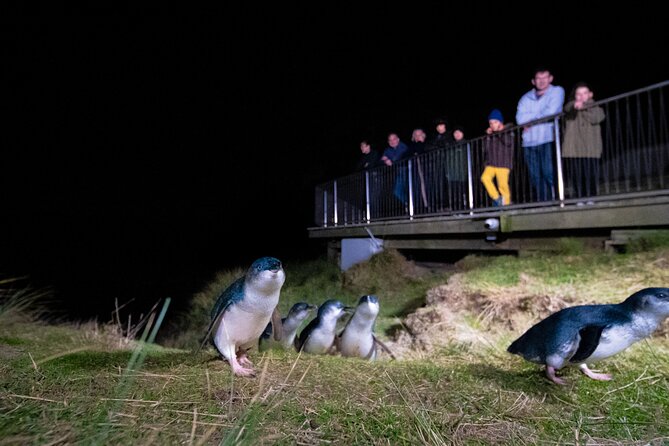 Otago Peninsula In-Depth Tour & Blue Penguins Pukekura Experience - Tour Details