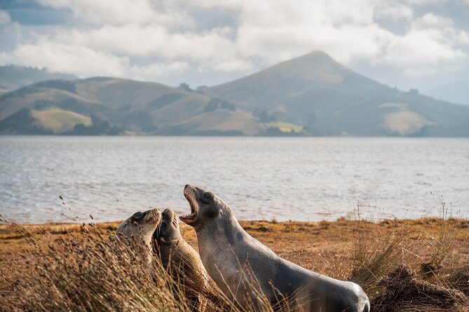 Otago Peninsula In-Depth Tour & Blue Penguins Pukekura Experience - Booking Information