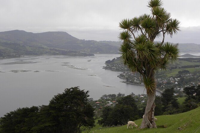 Otago Peninsula Tour and Larnach Castle City Sights (min 4 ) - Key Points