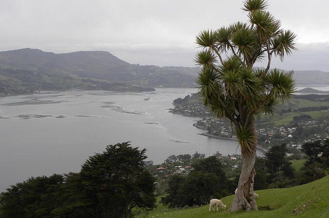 Otago Peninsula Tour and Larnach Castle City Sights (min 4 ) - Transportation, Timing, and Group Size