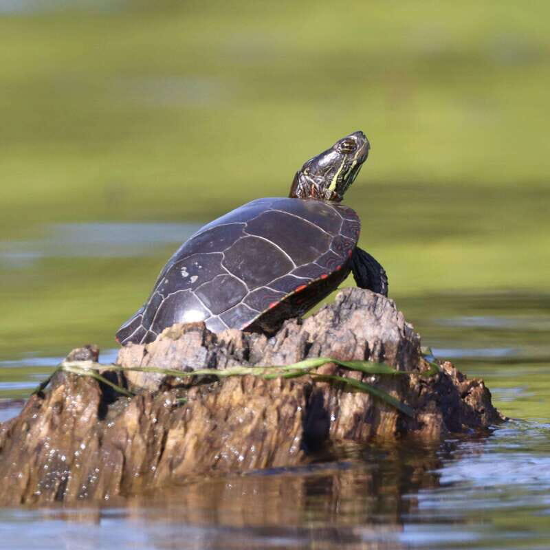 Ottawa: Ecological Reserve Kayak Tour with Turtle Sightings - Practical Details and Tips