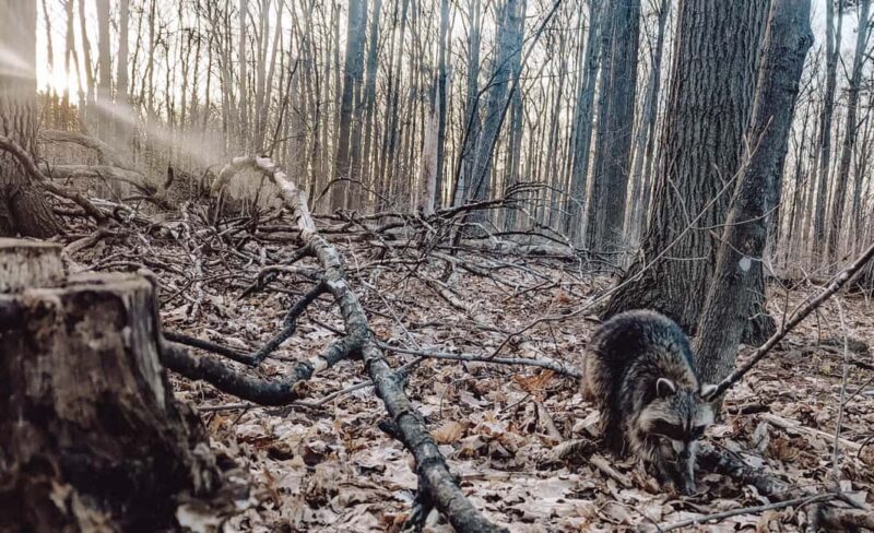 Ottawa: Guided Nature Walk & Wildlife Tour with Hotel Pickup - Who Should Consider This Tour?