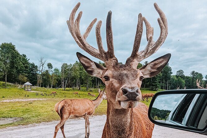 Ottawa Parc Omega Private Tour with Hotel Transfer - The Sum Up: Is This Tour Right for You?