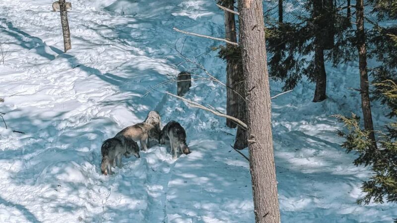 Ottawa: Private Wildlife Adventure Safari in Parc Omega - Who Should Consider This Tour?