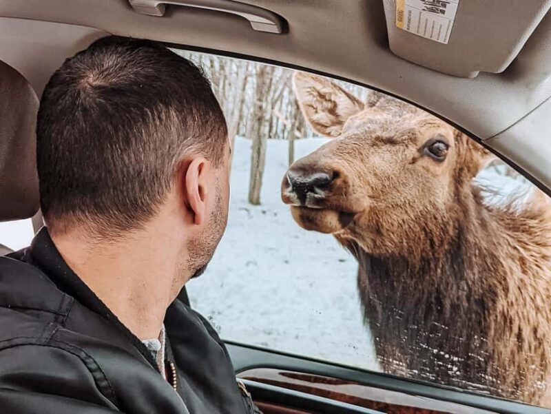 Ottawa: Private Wildlife Adventure Safari in Parc Omega - FAQ