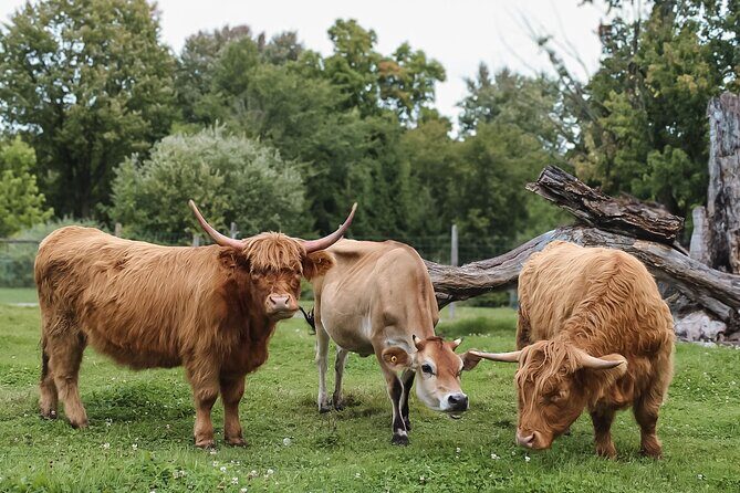 Ottawa Valleyview Little Animal Farm Tour - Key Points