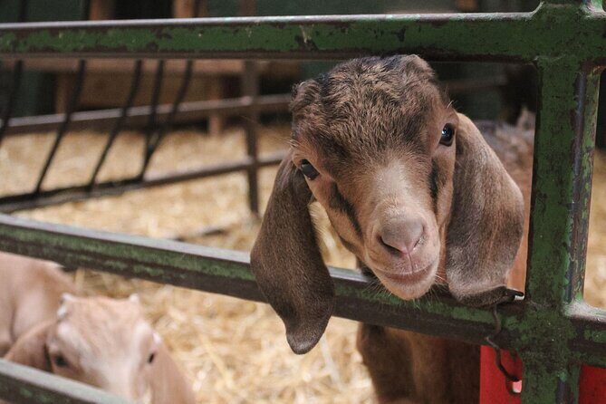 Ottawa Valleyview Little Animal Farm Tour - FAQs