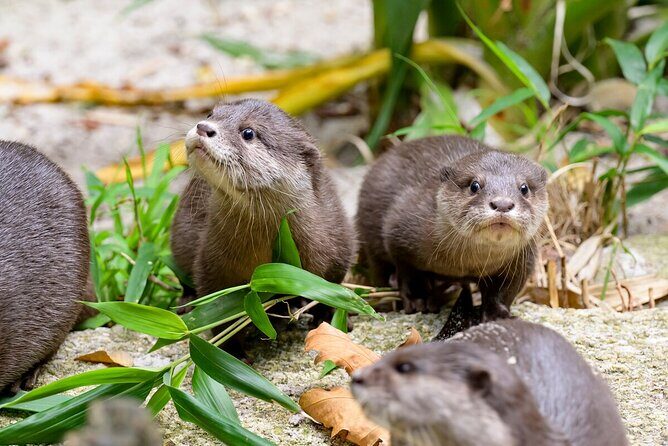 Otter Experience at Melbourne Zoo - excl. entry - Key Points
