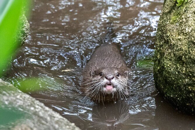 Otter Experience at Melbourne Zoo - excl. entry - Final Thoughts: Who Will Appreciate This Tour?