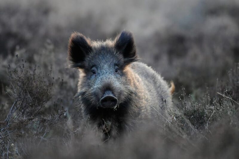 Otterlo: De Hoge Veluwe National Park Entry Ticket - Park Features and Highlights
