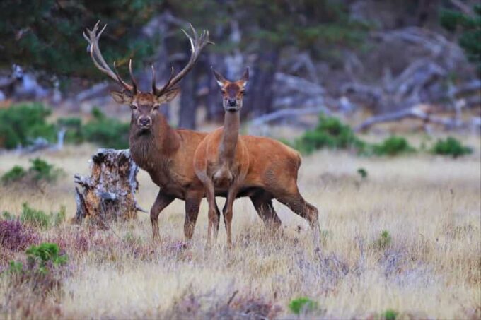 Otterlo: De Hoge Veluwe National Park Entry Ticket - Reservation and Cancellation Policy