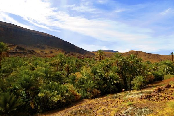 Ouarzazate: Private Full-Day Tour and Oasis Fint - Enjoying Oasis Fint