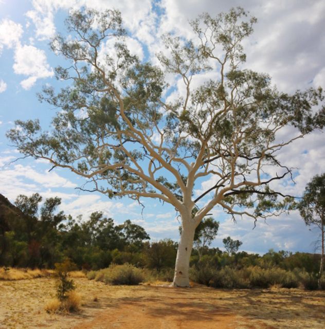 Outback Adventure: A Self-Guided Driving Tour - Tour Highlights and Reservations