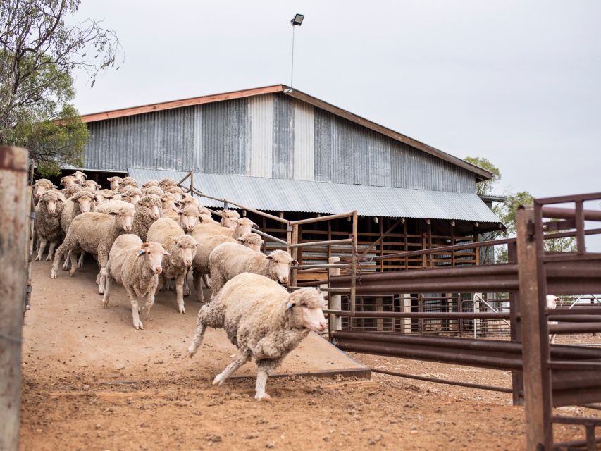 Outback Queensland: Longreach Storytelling Holiday - 3 Day - Key Points