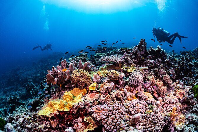Outer Reef Scuba Diving Day Tour from Agnes Water 1770 - Pricing and Value