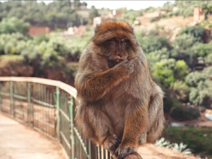 Ouzoud Waterfalls: Day Trip From Marrakech - Customer Experiences and Ratings