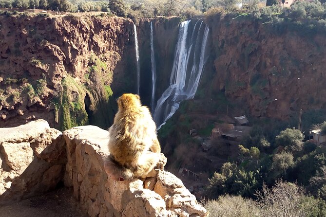 Ouzoud Waterfalls Full Day Trip From Marrakech - Lunch Options Available
