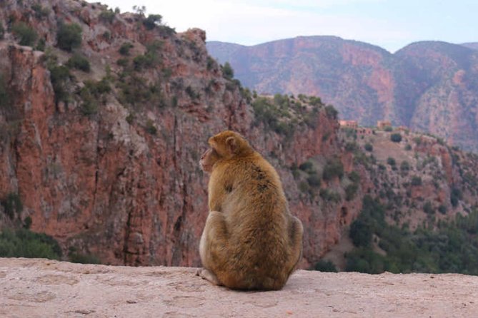 Ouzoud Waterfalls Tour From Marrakech In Group - Health and Safety Considerations