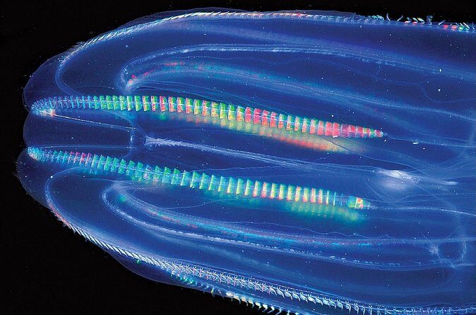 Overnight Bio Bay Kayak Tour in Vieques Island - The Sum Up: Is This Tour for You?