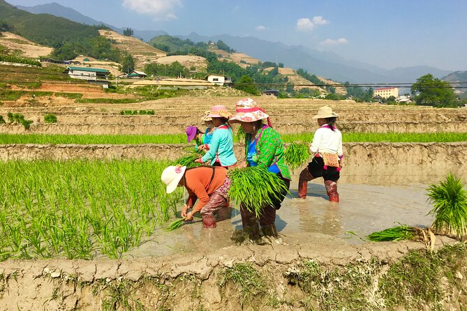 Overnight Homestay in Sapa 2 Days 1 Night - Tips for a Memorable Stay