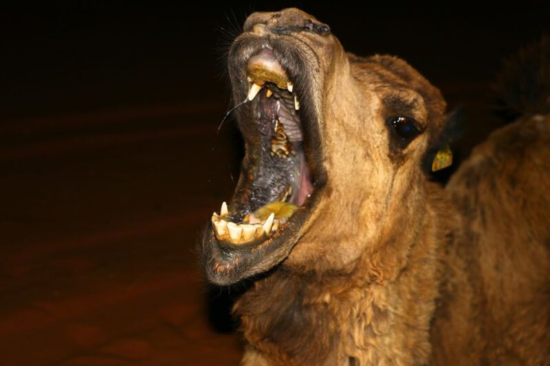 Overnight in Camp With Camel Ride, Meals & Sandboarding - Important Information