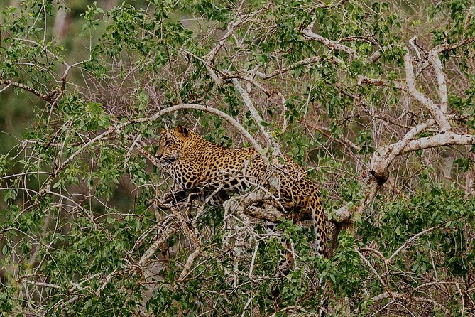 Overnight Private Leopard Safari With Luxury Tented Camping - Pickup Locations