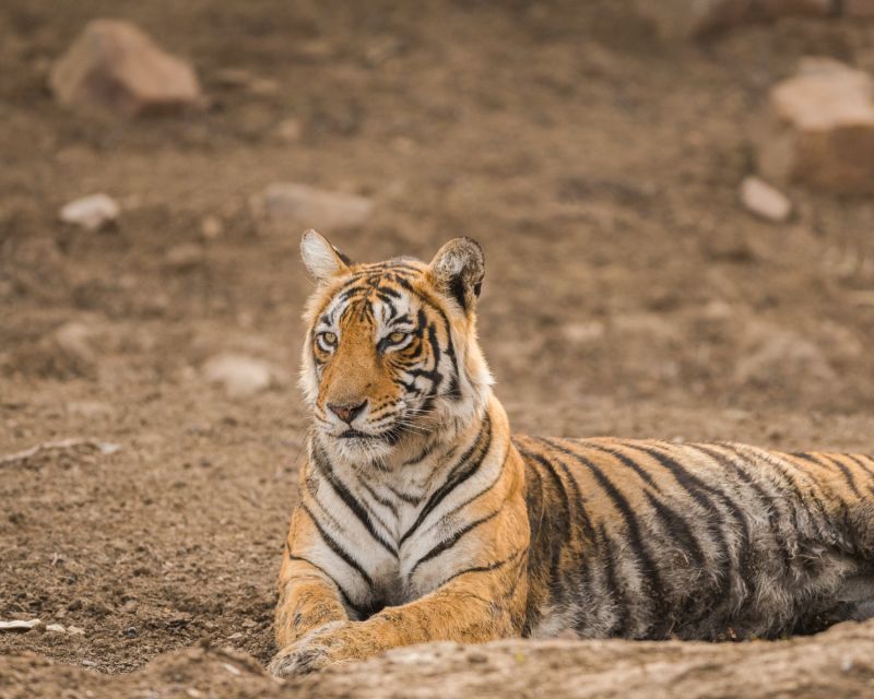 Overnight Private Tour: Jaipur - Ranthambore Tiger Safari - Frequently Asked Questions