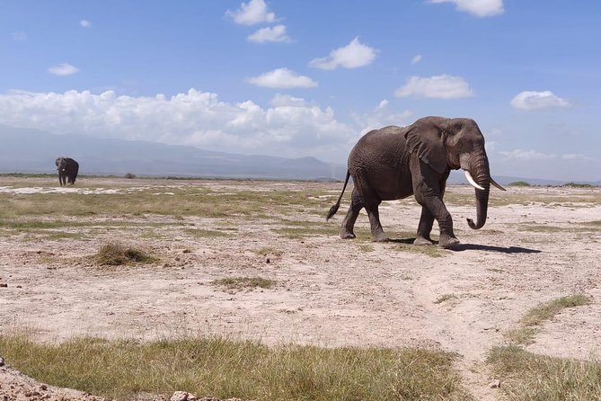Overnight Safari to Amboseli National Park - Whats Included