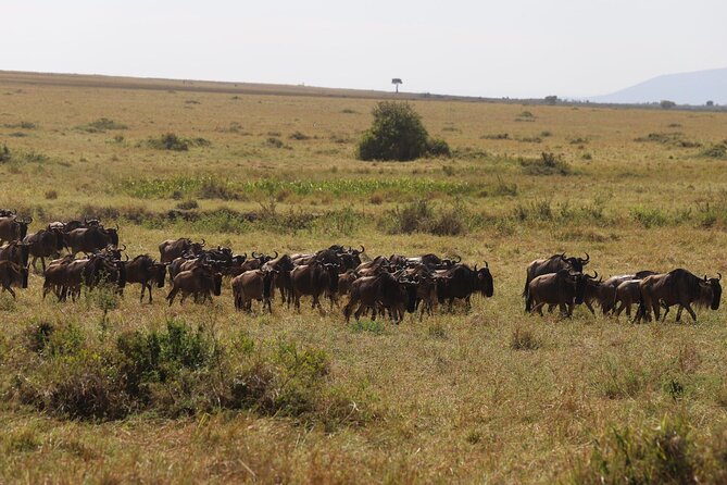 Overnight Safari To Maasai Mara - Experiencing Maasai Culture