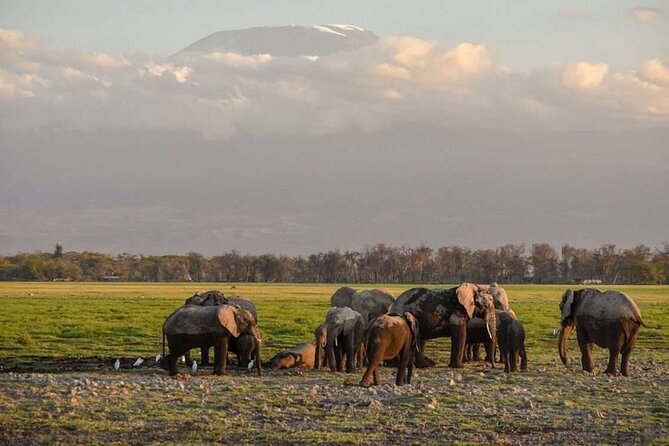 Overnight Tour in Amboseli National Park From Nairobi - Included in the Tour