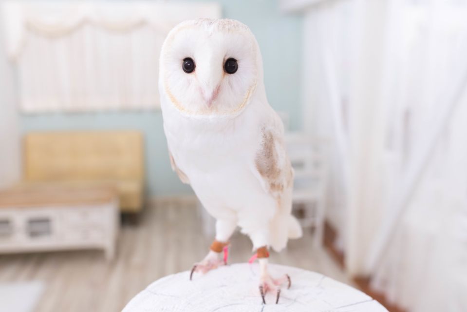 Owl Cafe Tokyo Akihabara Fukurou - Key Points