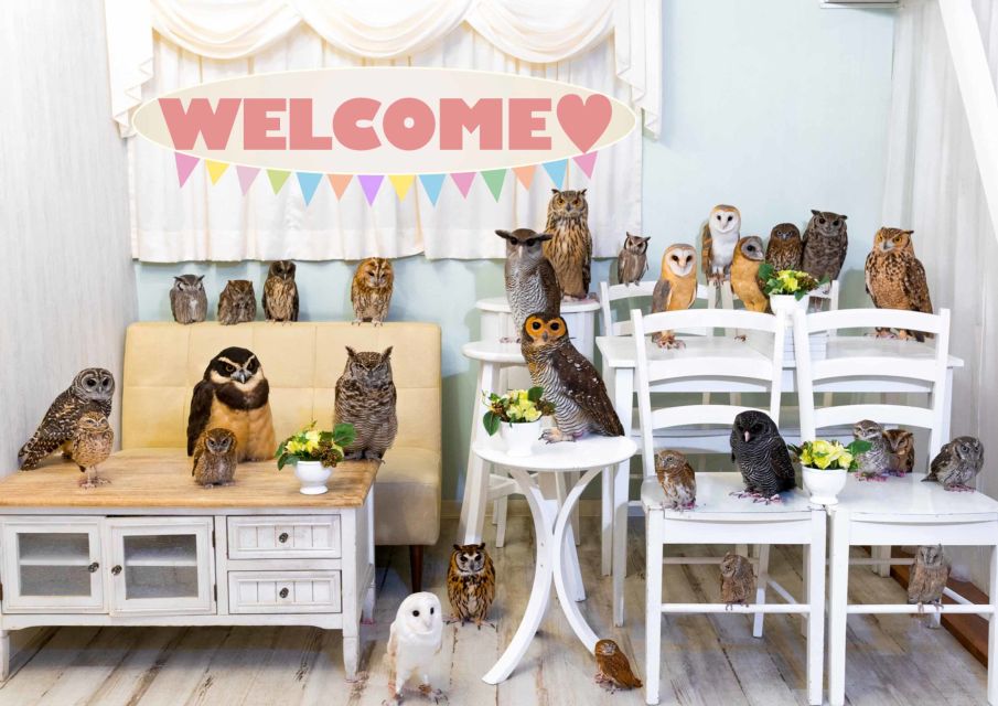 Owl Cafe Tokyo Akihabara Fukurou - Admission and Experience Details