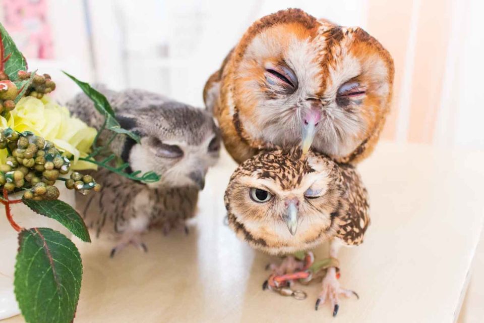 Owl Cafe Tokyo Akihabara Fukurou - Photographic Opportunities