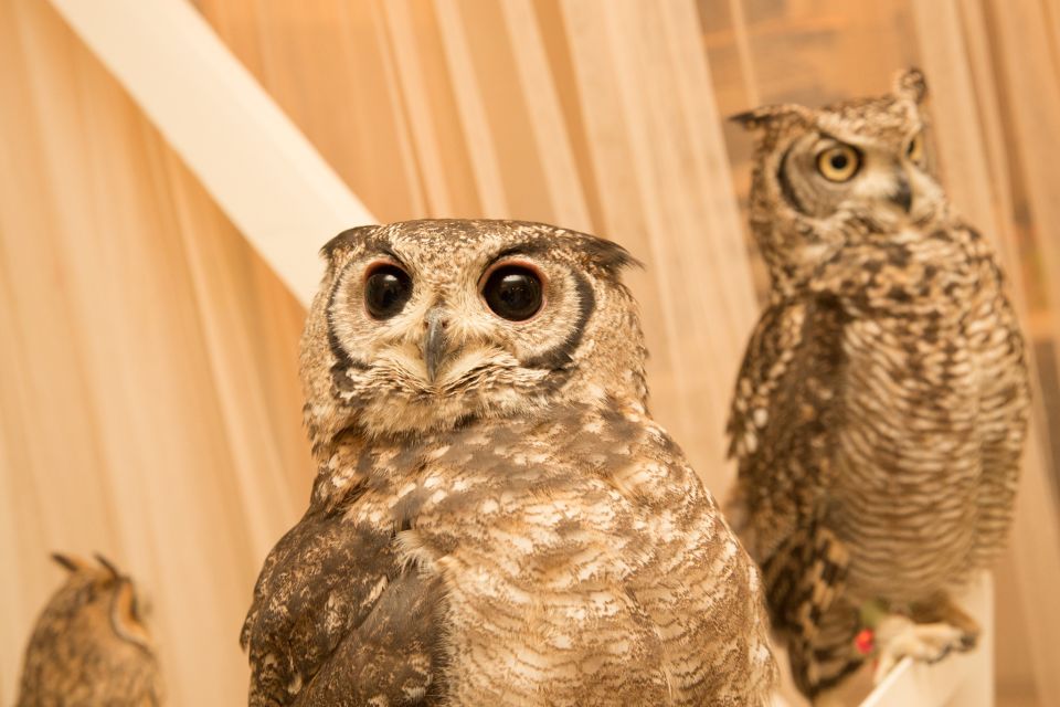 Owl Cafe Tokyo Akihabara Fukurou - Language Support
